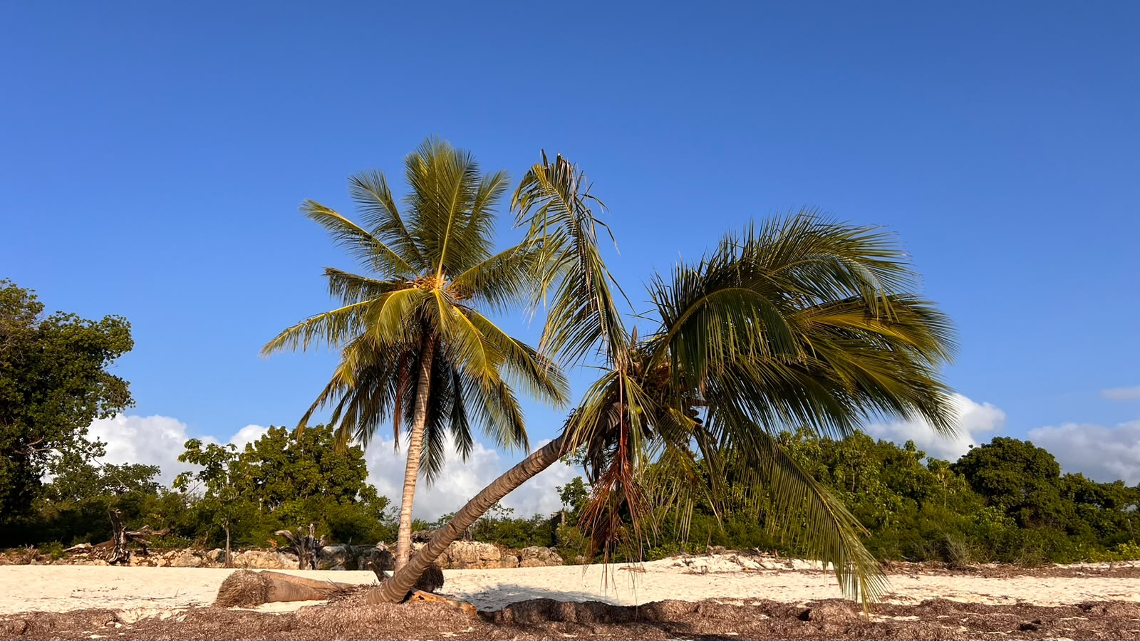 Palm trees beside a sandy beach