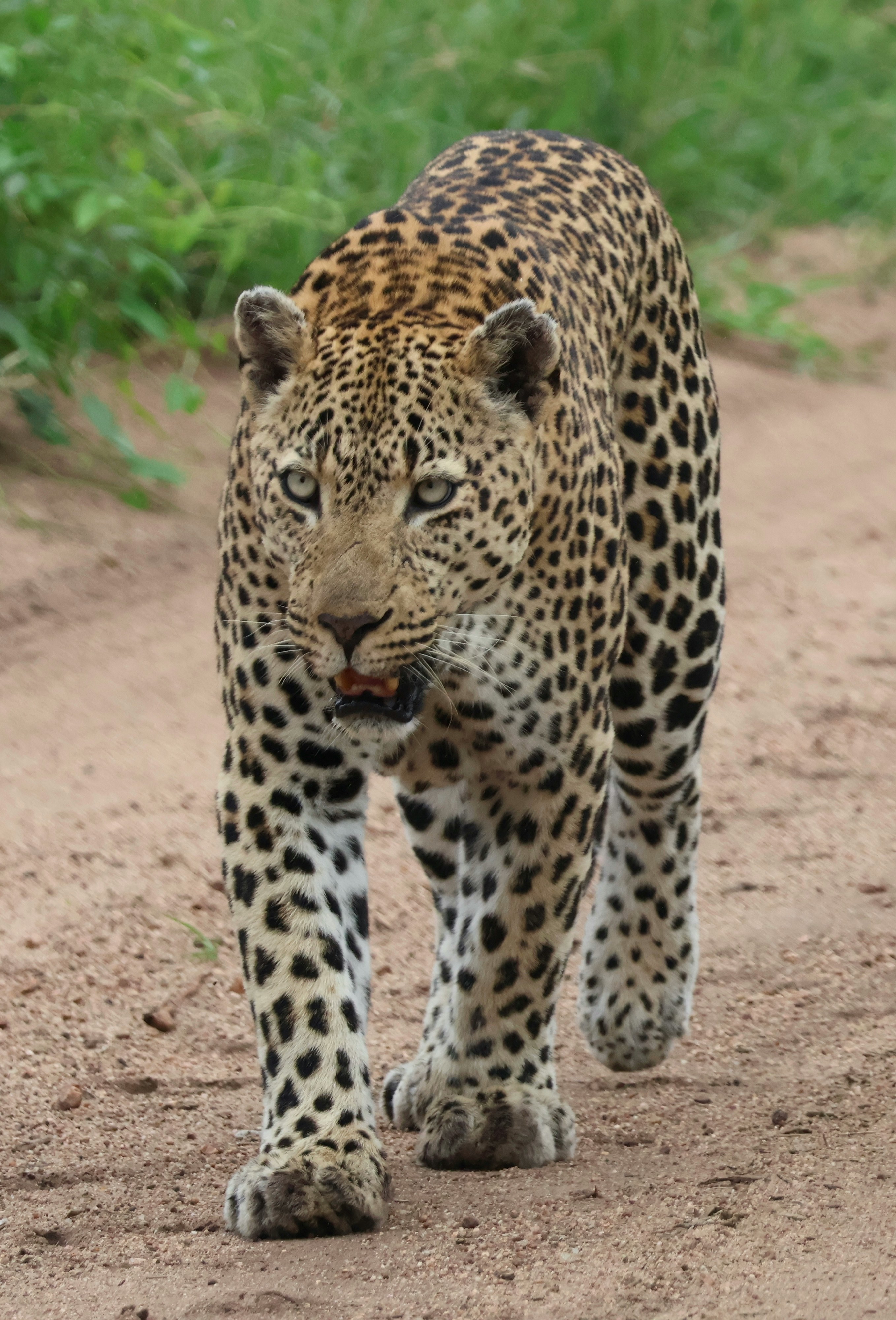 Leopard walking through the greenery