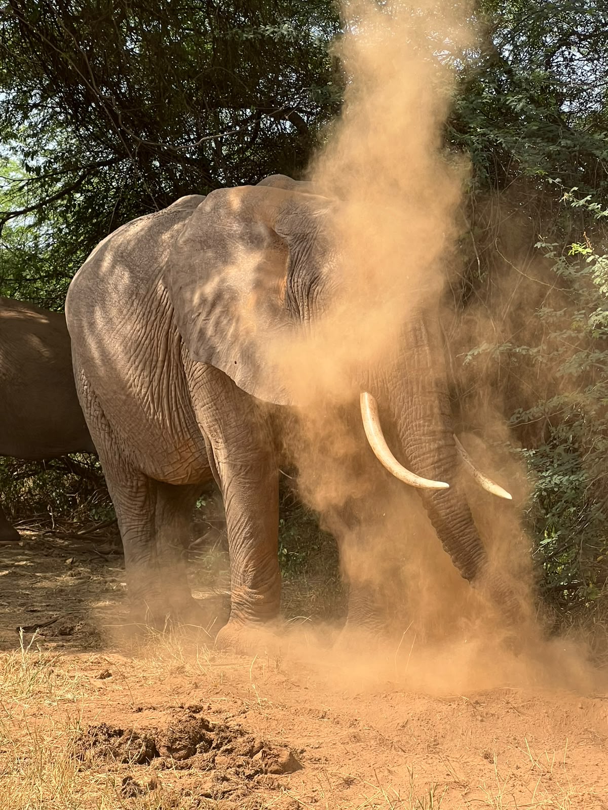 Elephant in the grass