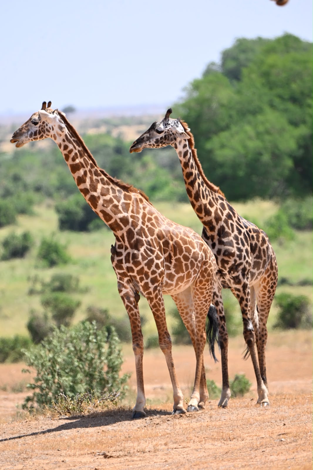 Giraffes standing together