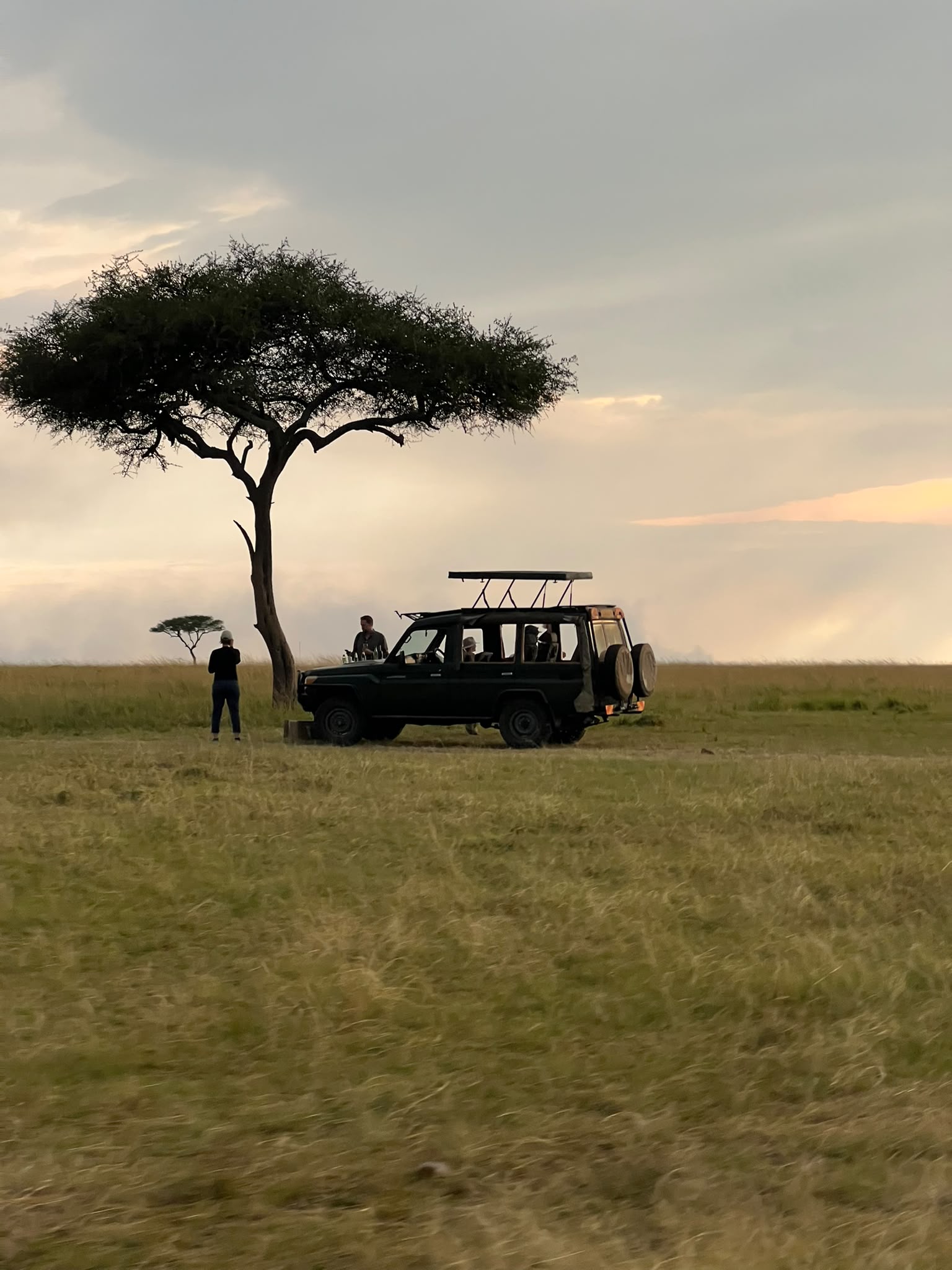 Safari vehicle beneath an acacia tree