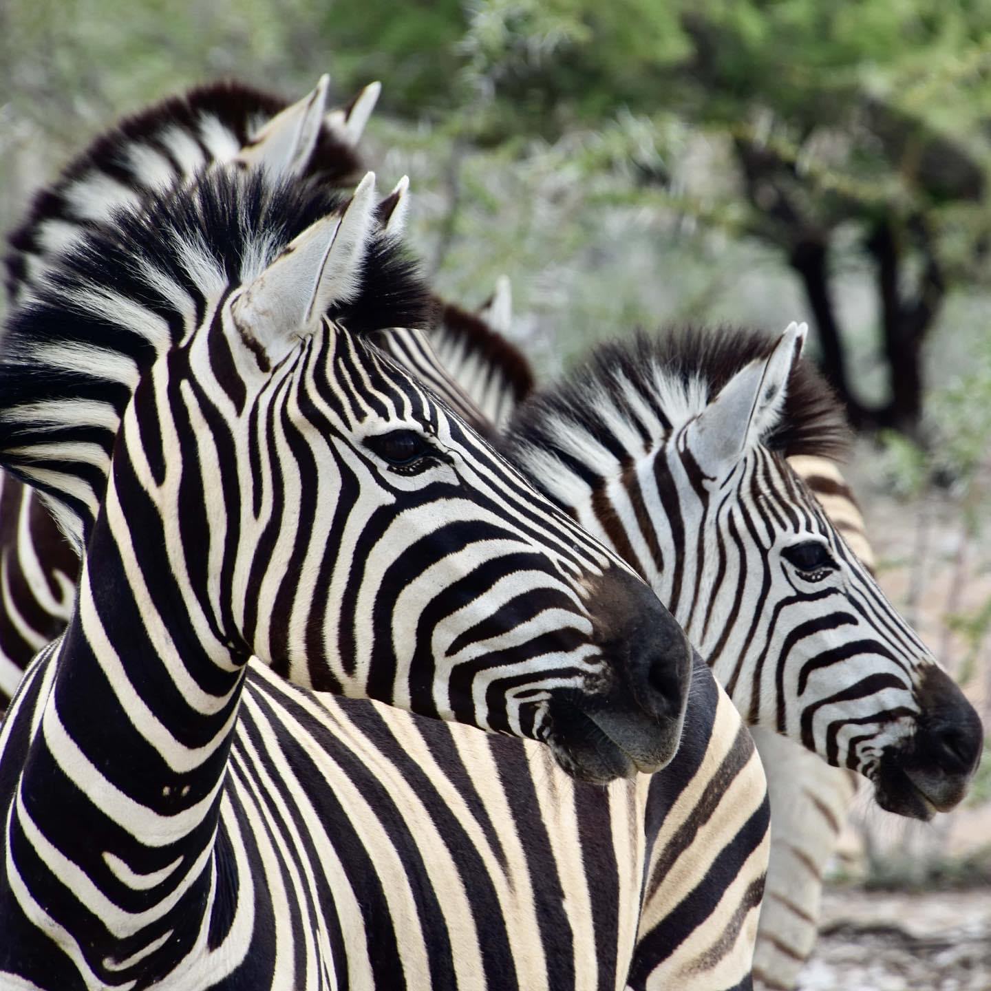 Zebras seen up close